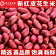 同仁堂（TRT）紅皮花生米補氣血-新米紅皮花生米小粒生花生仁紅衣紅子花生 【手工精選大?！考t皮花生 500g*1袋【凈重1斤】