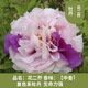 正品洛陽(yáng)牡丹花帶花苞包活庭院陽(yáng)臺綠植重瓣花卉花苗盆栽四季易活 花二喬選用優(yōu)等牡丹苗 3年苗1-2枝條