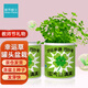 植男植女幸運草罐頭盆栽 兒童種植小盆栽綠植種子diy室內教師節禮物