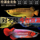 品質(zhì)漁場(chǎng)金龍魚(yú)紅龍魚(yú)銀龍魚(yú)或觀(guān)賞魚(yú)苗 一條魚(yú)苗