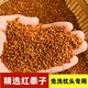 裝枕頭的填充物散免洗黍子糜子黍子蒙稷紅谷子糜子枕頭填充物新生 2斤散裝精選紅黍子