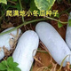 四季播種蔬菜種子青菜香菜白菜生菜番茄小蔥黃瓜種子陽(yáng)臺盆栽菜籽 小冬瓜(一包50粒送有機肥)