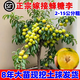 京佳樂(lè )正宗蜂糖李子樹(shù)苗新品種黃金奈恐龍蛋李三華李特大號南方北方種植 蜂糖李【8年苗2-3公分粗】帶土球樹(shù)形優(yōu)美 81cm(含)-110cm(含)