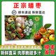 玫梔山西蟠棗 新鮮水果蜜罐冬棗脆甜棗即食盛過(guò)新疆云南中秋節禮盒裝 5斤 老樹(shù)果王禮盒裝 （單果31-50g） 精選A+精選老樹(shù)果