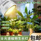 植物生長(cháng)燈led全光譜20W魚(yú)缸育苗草莓番茄蔬菜花卉仿太陽(yáng)光補光燈 小太陽(yáng)款-白色【45W單燈】 聚光可增溫爆藻【仿陽(yáng)光植物燈】