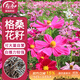 壽禾 格?；ǚN子種苗波斯菊花種籽 濰豐矮韻格?；ǚN子(矮稈型)1500粒