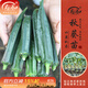 壽禾 蔬菜苗活苗帶土發(fā)貨大全菜苗種苗秋冬各種秧苗山東壽光苗子陽(yáng)臺 水果秋葵苗6棵