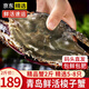 【活蟹發(fā)貨不包活】青島梭子蟹特大鮮活螃蟹海蟹飛蟹母蟹公蟹蟹類(lèi) 順豐鮮活發(fā)-特大梭子蟹2斤5-8只 鮮活發(fā)貨
