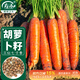 壽禾 紅胡蘿卜種子種苗秋季陽(yáng)臺播種蔬菜種籽 三紅七寸參種子20g*2袋