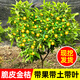 呆果丁脆皮金桔樹(shù)樹(shù)苗盆栽帶果室內外可食用南北方四季脆蜜橘子果樹(shù)果苗 脆皮金桔4年苗（馬上結果 適合新手種植）樹(shù)形優(yōu)美
