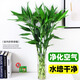 瑤草奇花富貴竹水培植物客廳招財辦公室內好養綠植盆栽觀(guān)音竹轉運竹發(fā)財竹 5棵富貴小竹60cm+送養料