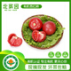 北菜園有機西紅柿番茄約350g有機新鮮蔬菜【進(jìn)店多樣加購】沙瓤多汁番茄