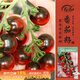 壽禾 黑番茄種子苗圣女果小西紅柿菜籽 濰豐濰番黑珍珠番茄種子100粒