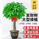 靜黛軒發(fā)財樹(shù)盆栽大型綠植辦公室喬遷開(kāi)業(yè) 獨桿1.2-1.4m福字盆源頭直發(fā)