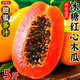 京地達海南紅心牛奶木瓜凈含量5斤單果400g新鮮水果木瓜源頭直發(fā)包郵