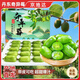 京地達丹東軟棗迷你獼猴桃禮盒 凈重2斤單果20g+奇異果莓新鮮直發(fā)包郵
