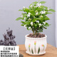 茉莉花盆栽帶花苞開(kāi)花不斷室內花卉綠植四季常青好養凈化空氣綠植 茉莉花1盆+花草陶瓷盆