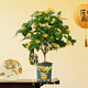 京東鮮花綠植盆栽室內桂花樹(shù)苗盆景客廳辦公室庭院花卉植物源頭直發(fā)