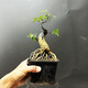 詩(shī)甲老樁造型對接白蠟盆景植物盆栽綠植花卉節日送禮耐寒好養植物盆栽 老樁對接白蠟05/一物一拍