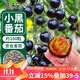 花沃里盆栽小黑番茄約100粒 西紅柿種子蔬菜種子紅珍珠陽(yáng)臺庭院田間種植