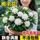 超低價(jià)重辮梔子花濃香型四季開(kāi)花室內牡丹梔子花盆栽花卉陽(yáng)臺綠植 【白色】花期288天4年中盆【可開(kāi)33朵花】送肥