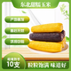 守望鄉村（KEEP W-VILLAGE GO）新鮮東北玉米新甜糯鮮嫩玉米棒 真空包裝 蔬菜苞米棒整箱裝 【5黑5黃】10支 （總凈重1600g以上）