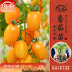 壽禾 蔬菜苗活苗帶土發(fā)貨大全菜苗種苗秋冬各種秧苗山東壽光苗子陽(yáng)臺 [金玲瓏]黃圣女果苗 6棵