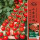 壽禾 小番茄種子種苗櫻桃小西紅柿蔬菜籽 濰育珍珠瀑布小番茄種子40粒