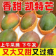 四川攀枝花凱特芒新鮮當季特大芒果青皮甜心芒果水果整箱 5斤 【品質(zhì)中果】單果5兩-8兩，超值選購