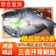 往牧叉尾鮰魚(yú) 免處理 青江魚(yú) 烤魚(yú)精品  腌制半成品 冷凍生鮮 江團魚(yú) 【精品加大3條】?jì)糁?.6-1.8斤/條