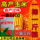 原裝國審特大大棒超高產(chǎn)抗病玉米大棒良玉99包谷 登海99一畝地[搶購中]