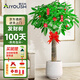 愛(ài)優(yōu)尚發(fā)財樹(shù)大型植物綠植開(kāi)業(yè)喬遷客廳辦公室內好養大型綠植源頭直發(fā)