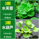 瘋狂水草浮萍水草植物直接入缸水生植物水葫蘆水養植物水芙蓉源頭直發(fā)包郵