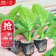 大禹木耳菜秧苗菜苗種特大葉青菜湯菜種苗帶土秧苗批發(fā)壽光 大葉木耳菜苗秧苗 12棵