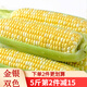 滇味十足（DIANWEISHIZU）水果玉米甜玉米云南金銀雙色新鮮甜嫩水果玉米棒鮮玉米茄果瓜 金銀雙色 【精選5斤】（凈重 約5-9根）
