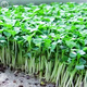 大禹蘿卜苗種子秋季耐熱蘿卜菜籽大全吃苗芽苗菜陽(yáng)臺種植青菜苗  青蘿卜苗種子 100g