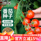 花沃里盆栽小番茄種子約100粒 蔬菜種子大全小西紅柿陽(yáng)臺盆栽/庭院種植