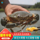 【活鮮】特大青蟹鮮活 超大母膏蟹公蟹肉蟹 中秋禮品 紅膏母蟹 1斤 (1只)