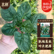 北蔬 菠菜種子苗老品種耐寒小葉大葉紅根秋季菜籽 趴地香菠菜種子20g