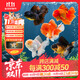 百綸木千金魚(yú)觀(guān)賞魚(yú)不打氧耐活小魚(yú)淡水魚(yú)好養活冷水魚(yú)活魚(yú)紅獅子頭國獅 高品質(zhì)5-7cm 泰獅隨機3條