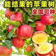 蘋(píng)果樹(shù)苗南北方種植盆栽地栽嫁接紅富士冰糖心矮化蘋(píng)果樹(shù)當年結果 三年苗