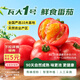 京鮮生&瓦大1號番茄自然熟酸甜爆汁 綠色食品西紅柿凈3斤單60g+源頭直發(fā)