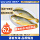GUO LIAN國聯(lián)三去黃花魚(yú)2條共凈重2斤國產(chǎn)寧德東海大黃魚(yú)中秋聚餐海鮮食材