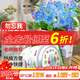 德沃多肥料勿忘我種子DIY兒童趣味種植盆栽套裝學(xué)生植物觀(guān)察杯六一兒童節