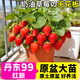 大菜鄉丹東99紅顏草莓苗秧原土原盆大苗奶油草莓四季陽(yáng)臺小院易活易種植 【原土原盆】紅顏草莓苗2盆+1包肥