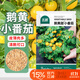 北蔬 黃番茄種子苗矮生盆栽櫻桃珍珠西紅柿菜籽 鵝黃甜小番茄種子70粒