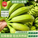 城南堡花廣西高山香蕉青果自然熟高山薄皮新鮮采摘純天然軟糯香甜 不泡藥自然熟凈果4.8斤