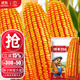 大禹鄭單958玉米種子國審產(chǎn)高矮大棒雜交抗旱抗倒官方正品矮桿包谷 鄭單958玉米種子 1斤國審