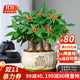聽(tīng)雪樓三桿發(fā)財樹(shù)盆栽桌面綠植擺件室內辦公室客廳植物新房花卉 三桿發(fā)財樹(shù)+招財進(jìn)寶盆【豎紋白玉】 含（吊牌+陶粒）