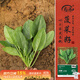 壽禾 小葉菠菜種子種苗耐寒秋季蔬菜種籽 濰育搶鮮小葉菠菜種子100g